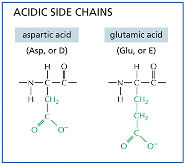 What Is The Side Chain Of An Amino Acid