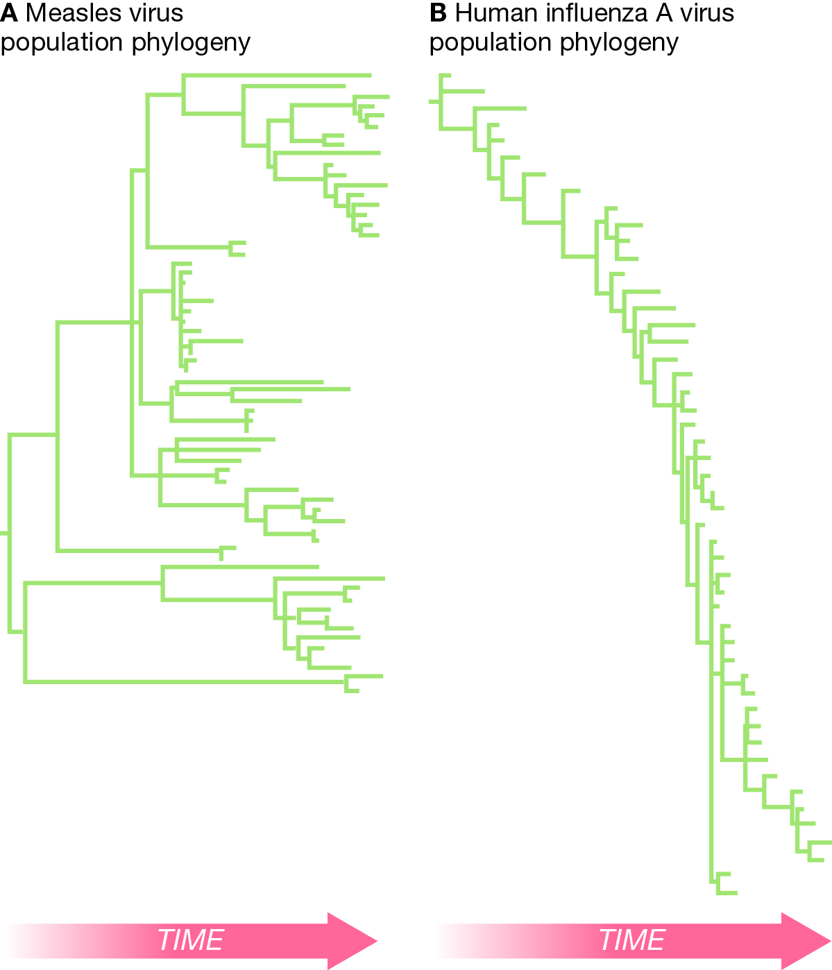 Question: Compare the two phylogenies shown here and choose the beststatement regarding the differences in...